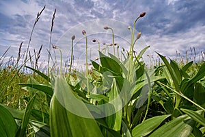 Buds and leaves of Allium victorialis against a cloudy sky