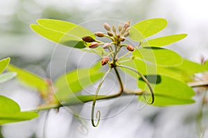 The buds and leaves of Bauhinia didyma