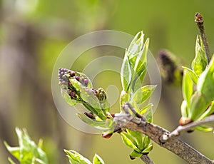 Buds of Lilac flower in early Spring Season