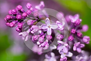 Buds of lilac flowers ready to bloom on blurred green background. Botanical