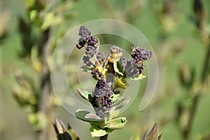 Buds of lilac in the spring, grass background