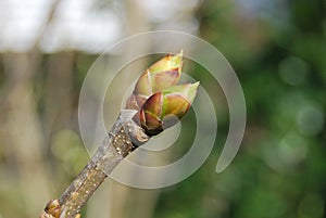 Buds of a lilac (Syringa vulgaris)