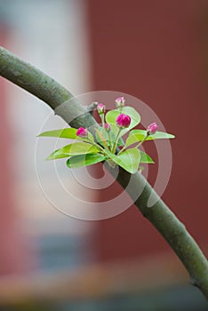 Buds of little apple tree flowers on a branch in the spring with macro shot
