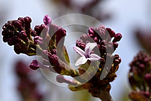 Buds and a lone lilac flower photo