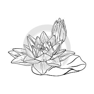 Buds Lotus and leaves in line art style. Black outline vector Illustration tropical Water Lily and Leaves. Hand Drawn