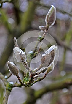 Buds of a magnolia flower with a small spring icing