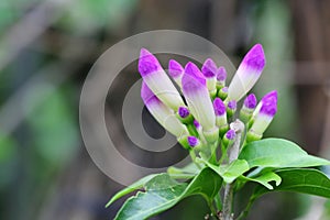 The buds of Mansoa alliacea