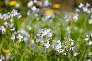 Buds of a Mayflower (Cardamine pratensis).