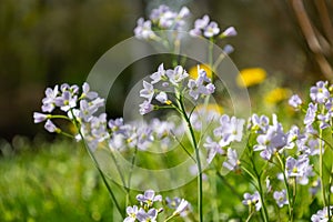 Buds of a Mayflower (Cardamine pratensis)