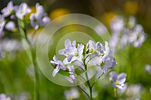 Buds of a Mayflower (Cardamine pratensis)