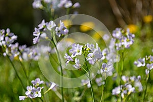 Buds of a Mayflower (Cardamine pratensis)