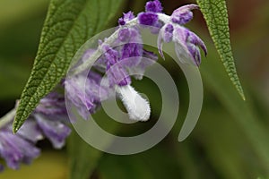 Buds of a Mexican bush sage, Salvia leucantha