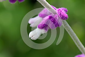 Buds of a Mexican bush sage, Salvia leucantha