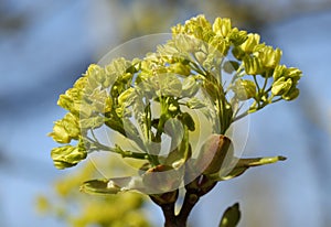 Buds opening into leaves and flowers  of a Field Maple Tree, Acer campestre, in springtime.