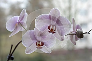 The buds of the orchids on the window. purple Orchid. blooming Orchid.