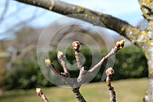 Buds of a pear tree