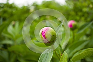 Buds of peonies in spring.Murals inhabitants of all plants