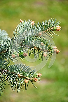 Buds of the pine tree in spring time