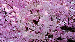 Buds of pink cherry branch with flowers in spring bloom against sky, beautiful Japanese tree branch with cherry blossoms, Spring