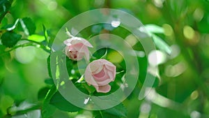 Buds of pink curly roses on a hot summer day in the garden