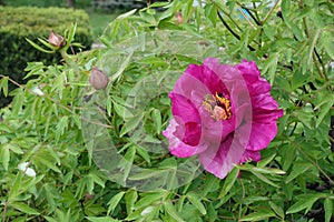 Buds and pink flower of tree peony