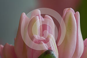 The buds of a pink hyacinth flower