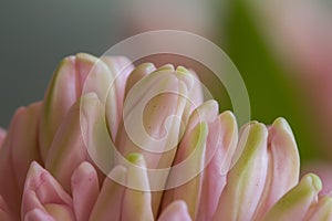 The buds of a pink hyacinth flower