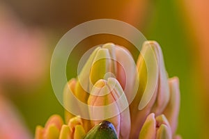 The buds of a pink hyacinth flower