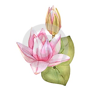 Buds Pink Lotus and green leaves. Watercolor botanical Illustration tropical Water Lily and green Leaves on isolated