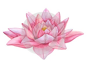 Buds Pink Lotus. Watercolor botanical Illustration tropical Water Lily and green Leaves on isolated background. Hand