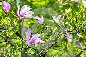 Buds of pink magnolias in the garden in early spring