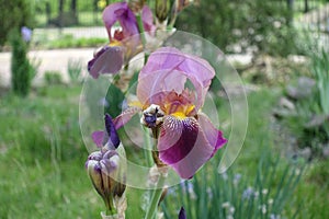 Buds and pink and purple flower of iris