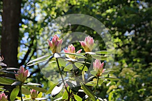 Buds of Pink Rhododendron