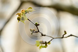 The buds of the plane tree