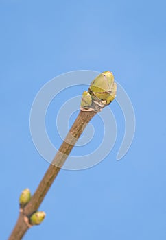 Buds of a plane tree