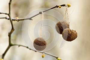 The buds of the plane tree with the old strobiles of last year photo