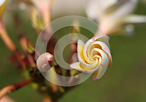 Buds of Plumeria obtusa