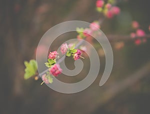 buds of prunus triloba