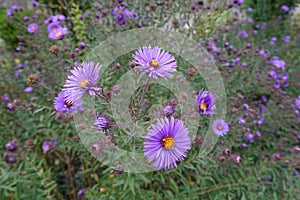 Buds and purple flowers of New England aster