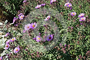 Buds and purple flowers of New England asters photo