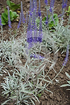 Buds and purple flowers of Veronica incana