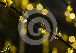 Buds and rain droplets