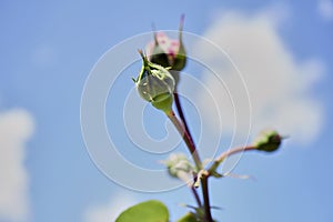 Buds reach for the Sky