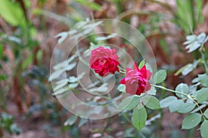 Buds of red roses among green leaves.Red rose flower blooming in roses garden on background red roses flowers