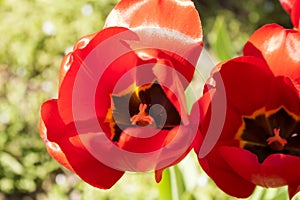 Buds of red tulips with black-and-yellow centers