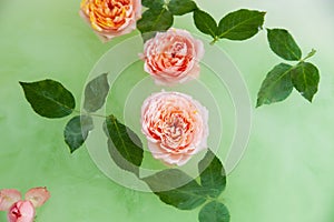 Buds of rose flower in water in bath