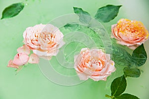 Buds of rose flower in water in bath