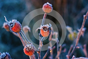 Frozen roses photo