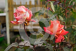 The buds of scarlet, drying roses in the flower beds of a private house in the autumn