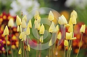 Buds of small yellow flowers in the garden